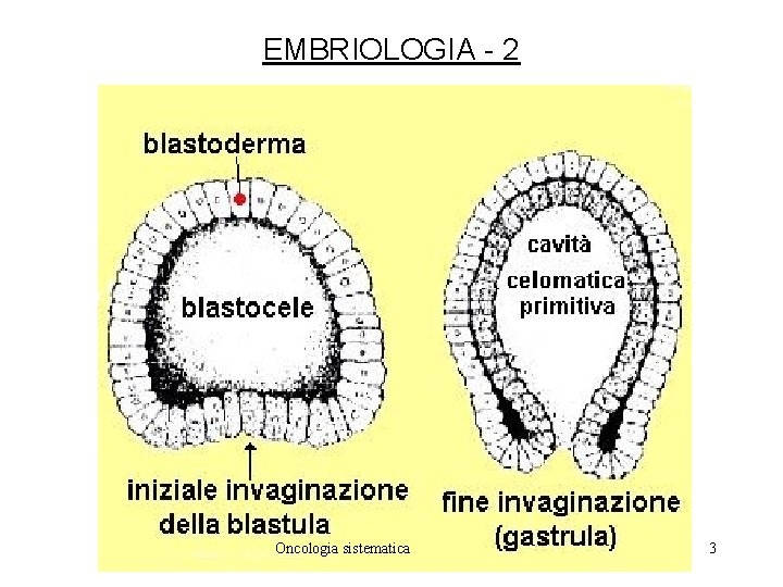 EMBRIOLOGIA - 2 Oncologia sistematica 3 