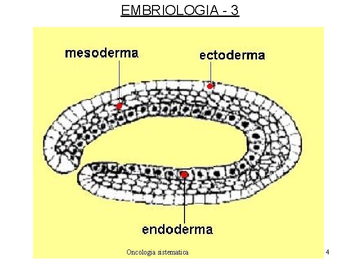 EMBRIOLOGIA - 3 Oncologia sistematica 4 