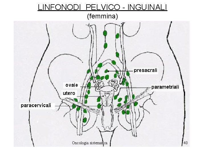 LINFONODI PELVICO - INGUINALI (femmina) Oncologia sistematica 40 