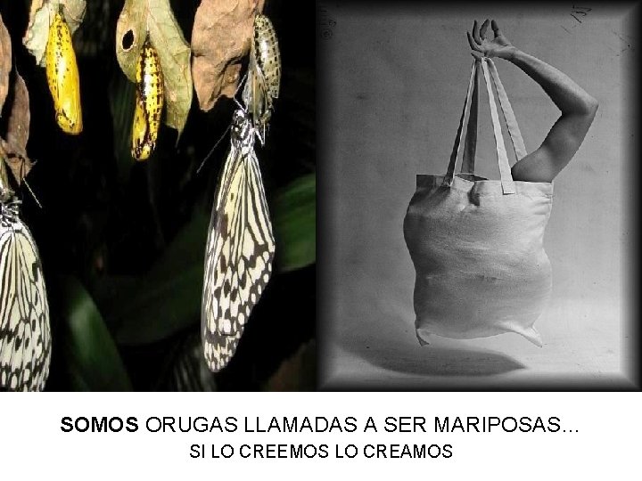 SOMOS ORUGAS LLAMADAS A SER MARIPOSAS… SI LO CREEMOS LO CREAMOS 