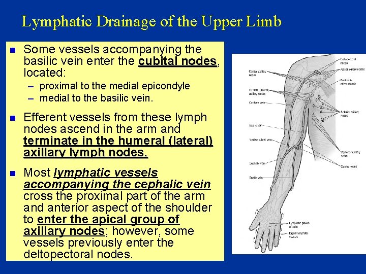 Lymphatic Drainage of the Upper Limb n Some vessels accompanying the basilic vein enter