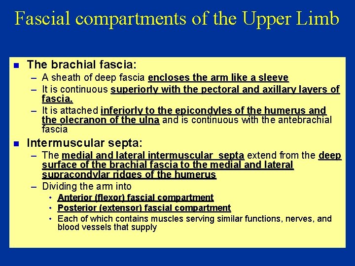 Fascial compartments of the Upper Limb n The brachial fascia: – A sheath of