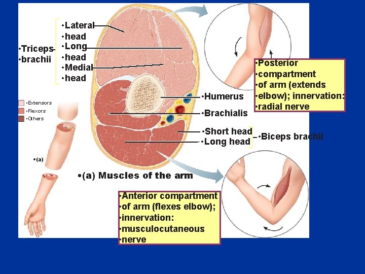  • Lateral • head • Triceps • Long • brachii • head •