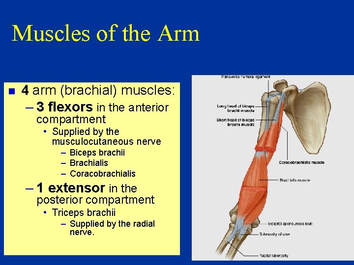 Muscles of the Arm n 4 arm (brachial) muscles: – 3 flexors in the