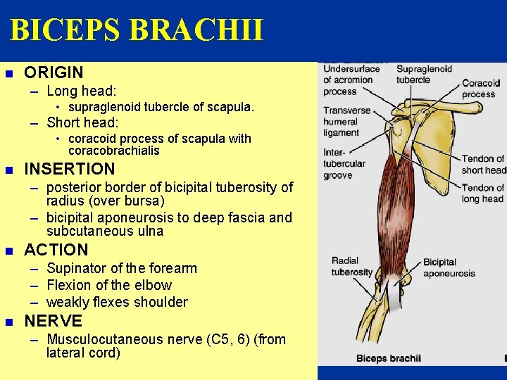 BICEPS BRACHII n ORIGIN – Long head: • supraglenoid tubercle of scapula. – Short