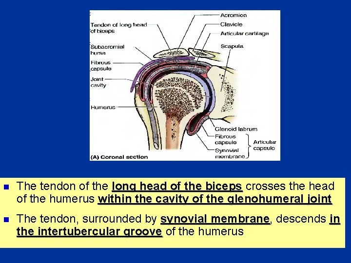 n The tendon of the long head of the biceps crosses the head of