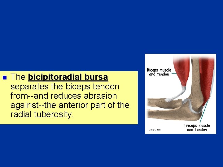 n The bicipitoradial bursa separates the biceps tendon from--and reduces abrasion against--the anterior part