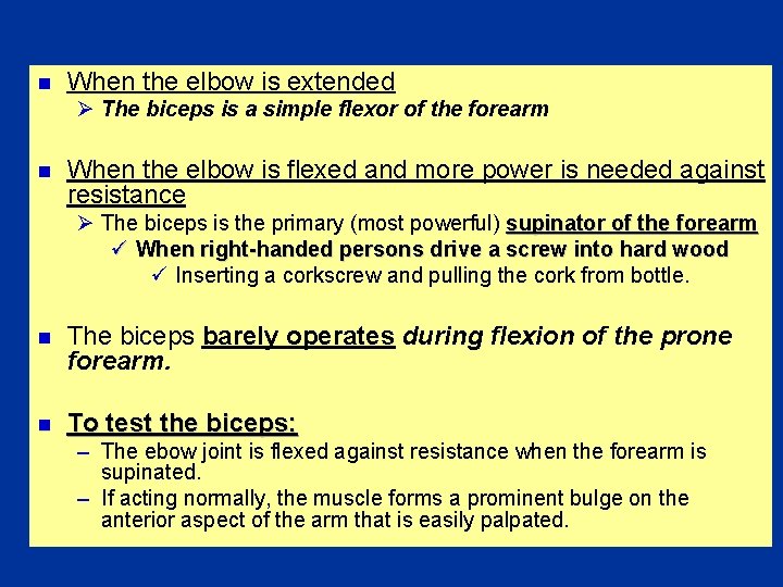 n When the elbow is extended Ø The biceps is a simple flexor of