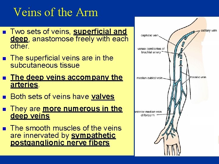 Veins of the Arm n Two sets of veins, superficial and deep, deep anastomose
