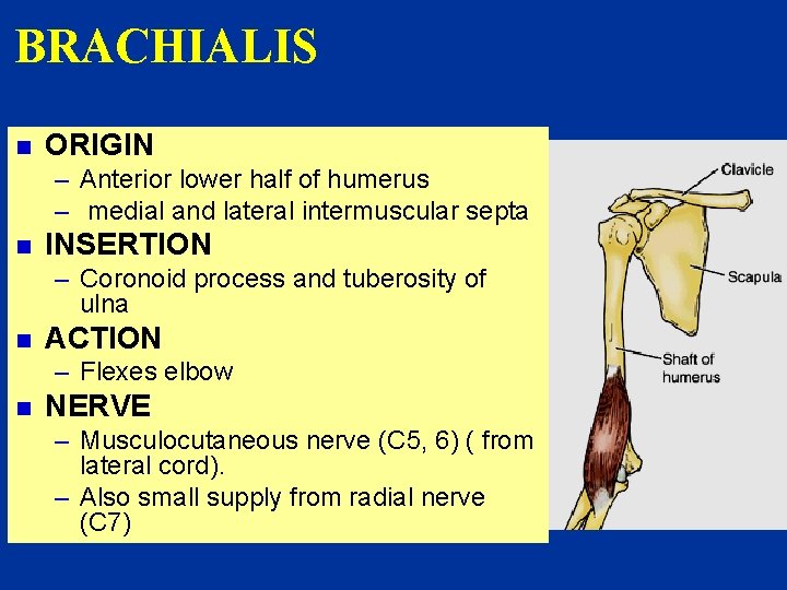 BRACHIALIS n ORIGIN – Anterior lower half of humerus – medial and lateral intermuscular