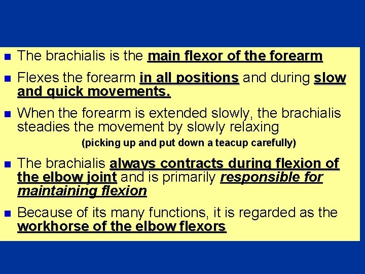 n The brachialis is the main flexor of the forearm n Flexes the forearm