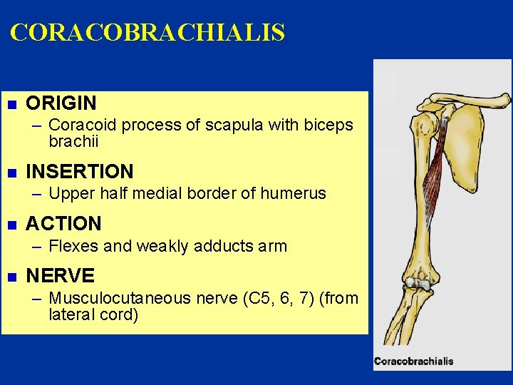 CORACOBRACHIALIS n ORIGIN – Coracoid process of scapula with biceps brachii n INSERTION –