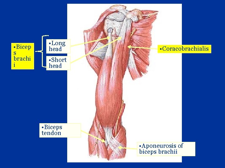  • Bicep s brachi i • Long head • Coracobrachialis • Short head