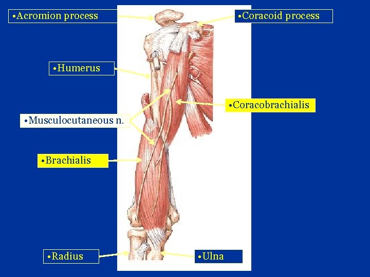  • Acromion process • Coracoid process • Humerus • Coracobrachialis • Musculocutaneous n.