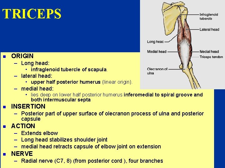 TRICEPS n ORIGIN – Long head: • infraglenoid tubercle of scapula. – lateral head: