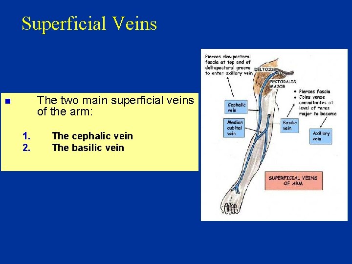 Superficial Veins The two main superficial veins of the arm: n 1. 2. The