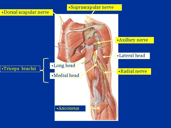  • Dorsal scapular nerve • Suprascapular nerve • Axillary nerve • Lateral head