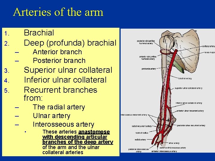 Arteries of the arm Brachial Deep (profunda) brachial 1. 2. – – Anterior branch