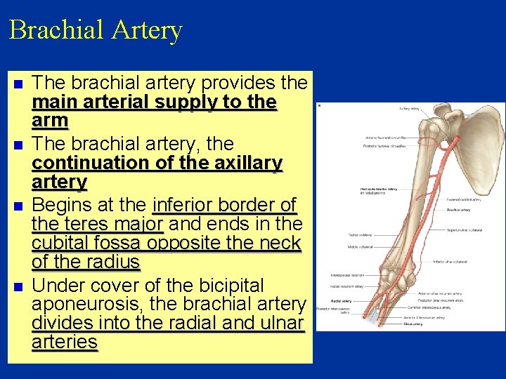 Brachial Artery n n The brachial artery provides the main arterial supply to the