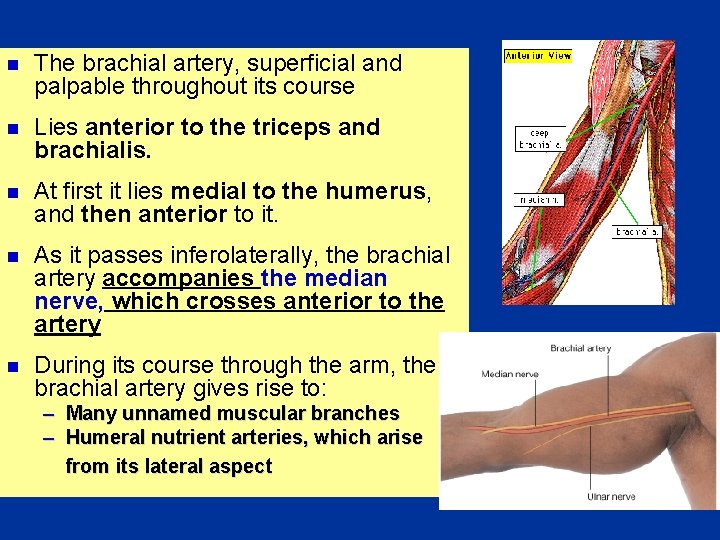 n The brachial artery, superficial and palpable throughout its course n Lies anterior to