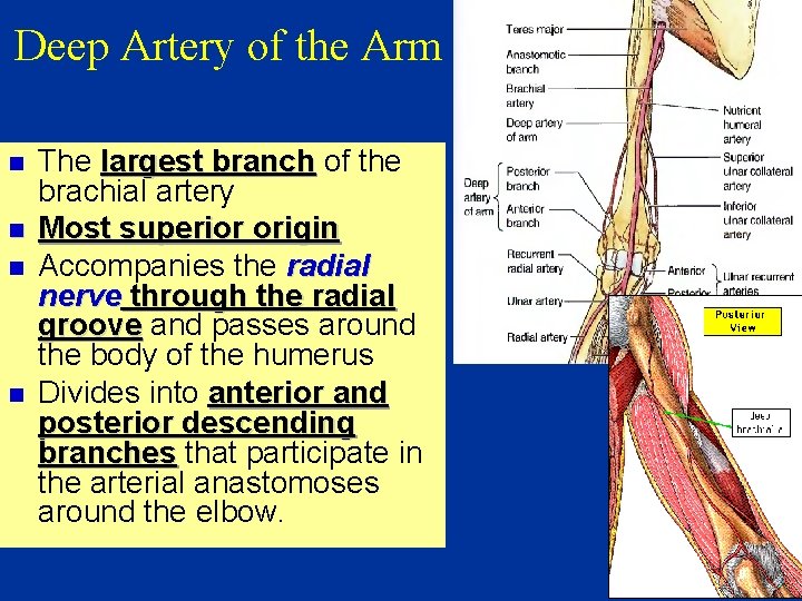 Deep Artery of the Arm n n The largest branch of the brachial artery
