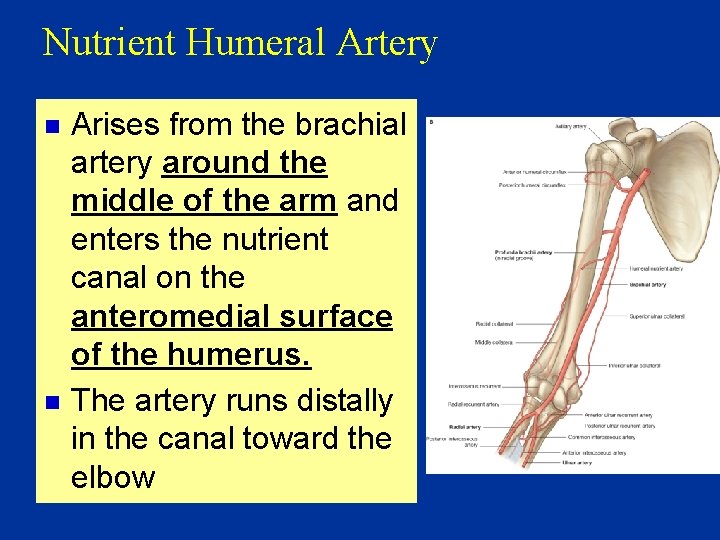 Nutrient Humeral Artery n n Arises from the brachial artery around the middle of