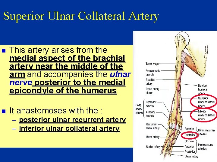 Superior Ulnar Collateral Artery n This artery arises from the medial aspect of the