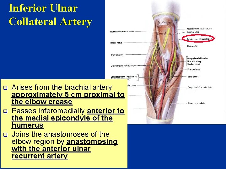 Inferior Ulnar Collateral Artery q q q Arises from the brachial artery approximately 5