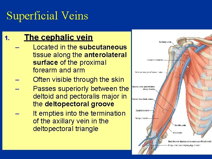 Superficial Veins The cephalic vein 1. – – Located in the subcutaneous tissue along
