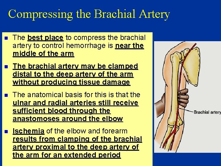 Compressing the Brachial Artery n The best place to compress the brachial artery to