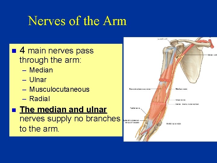 Nerves of the Arm n 4 main nerves pass through the arm: – –