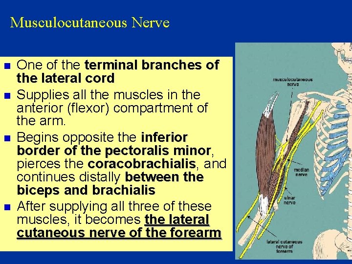 Musculocutaneous Nerve n n One of the terminal branches of the lateral cord Supplies