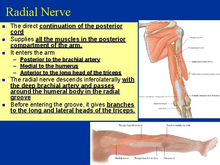 Radial Nerve n n n The direct continuation of the posterior cord Supplies all