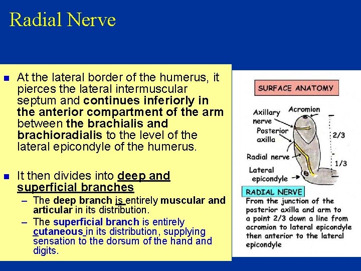 Radial Nerve n At the lateral border of the humerus, it pierces the lateral