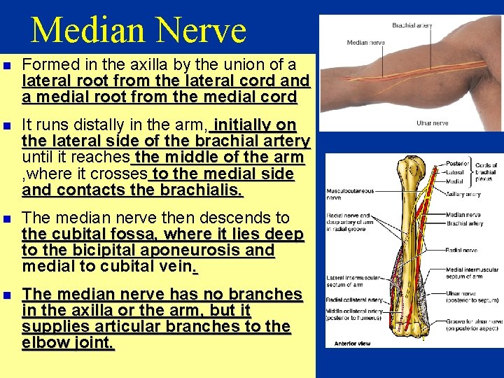Median Nerve n Formed in the axilla by the union of a lateral root