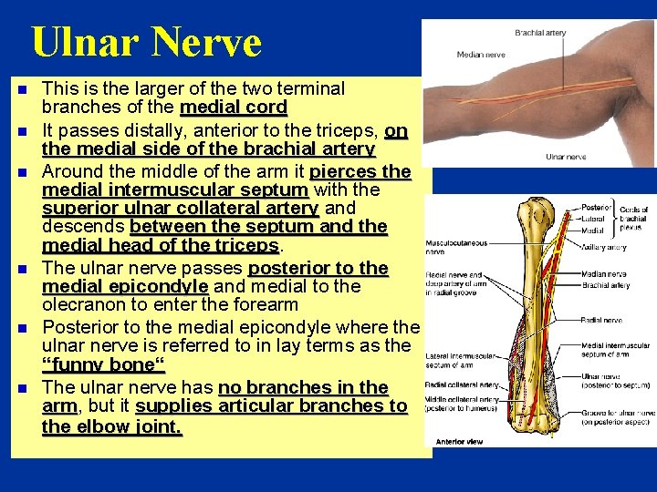 Ulnar Nerve n n n This is the larger of the two terminal branches