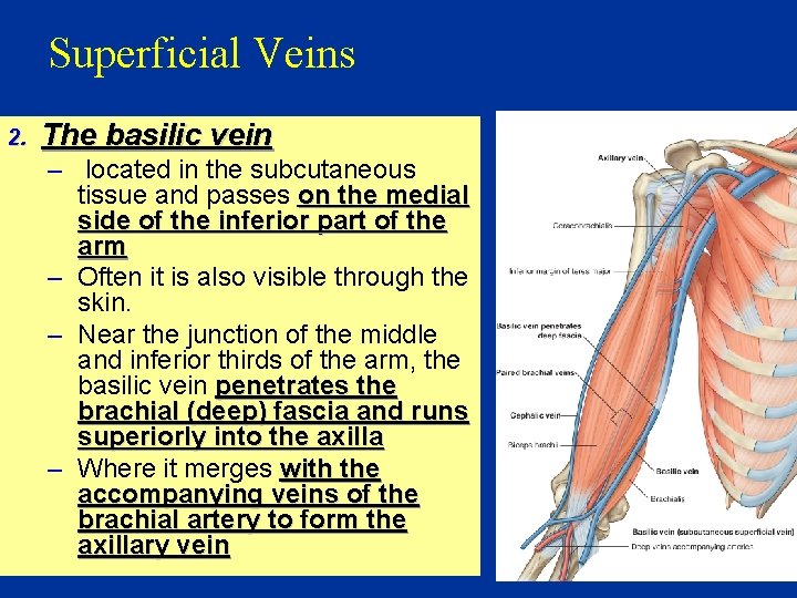 Superficial Veins 2. The basilic vein – located in the subcutaneous tissue and passes