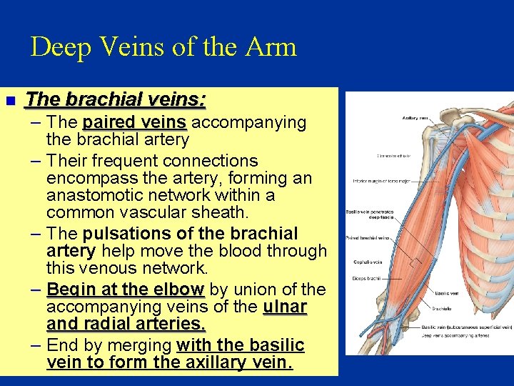 Deep Veins of the Arm n The brachial veins: – The paired veins accompanying