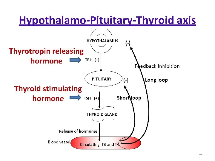 Hypothalamo-Pituitary-Thyroid axis Thyrotropin releasing hormone Thyroid stimulating hormone 45 Hypothalamo-Pituitary-Thyroid axis Thyrotropin releasing hormone Thyroid stimulating hormone 45