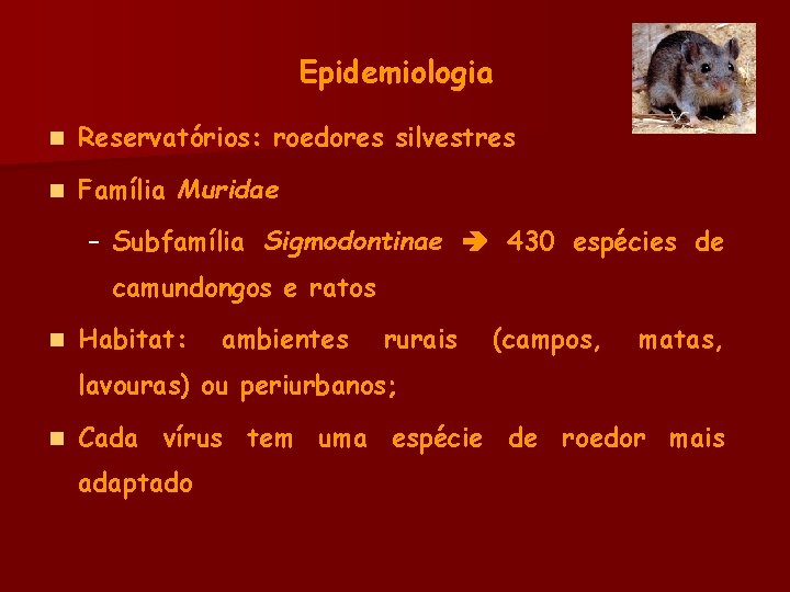 Epidemiologia n Reservatórios: roedores silvestres n Família Muridae – Subfamília Sigmodontinae 430 espécies de