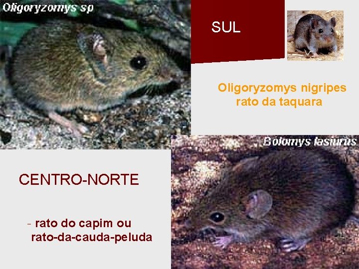 SUL Oligoryzomys nigripes rato da taquara CENTRO-NORTE - rato do capim ou rato-da-cauda-peluda 