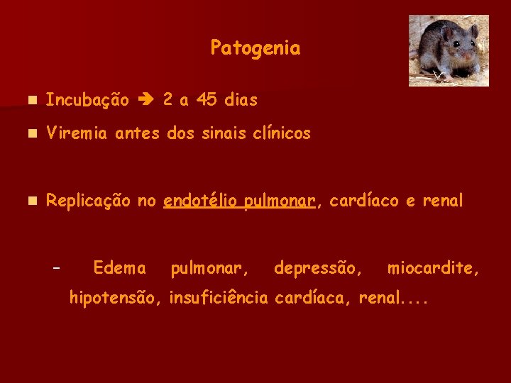 Patogenia n Incubação 2 a 45 dias n Viremia antes dos sinais clínicos n