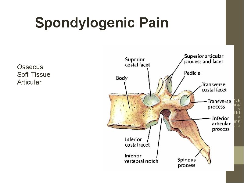 Spondylogenic Pain Osseous Soft Tissue Articular Manual Therap y Institut e Internat ional 
