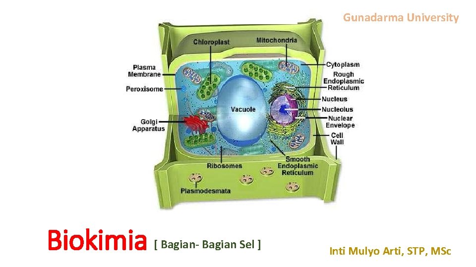 Gunadarma University Biokimia [ Bagian- Bagian Sel ] Inti Mulyo Arti, STP, MSc 