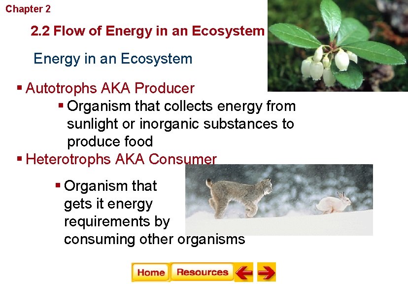 Chapter 2 Principles of Ecology 2. 2 Flow of Energy in an Ecosystem §