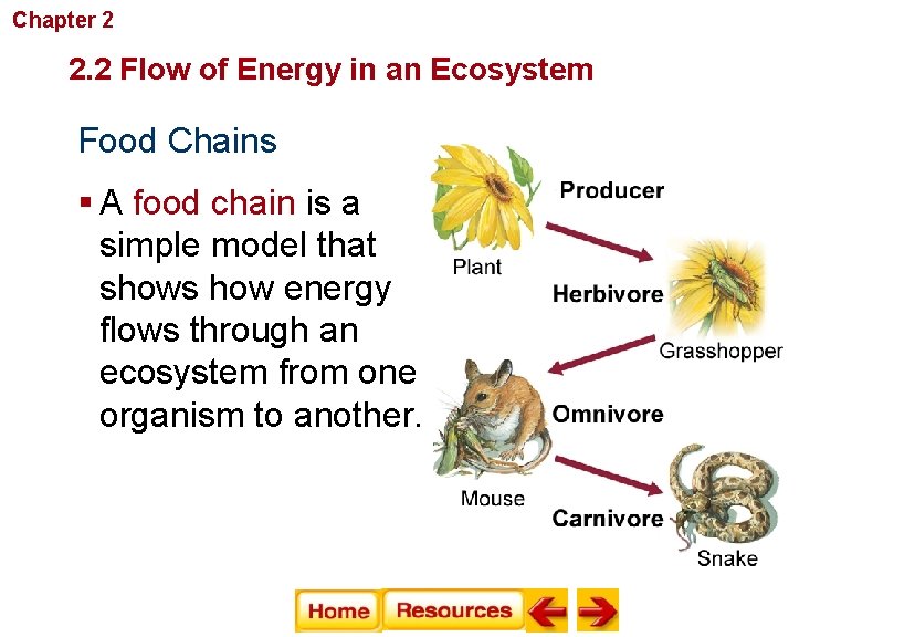 Chapter 2 Principles of Ecology 2. 2 Flow of Energy in an Ecosystem Food