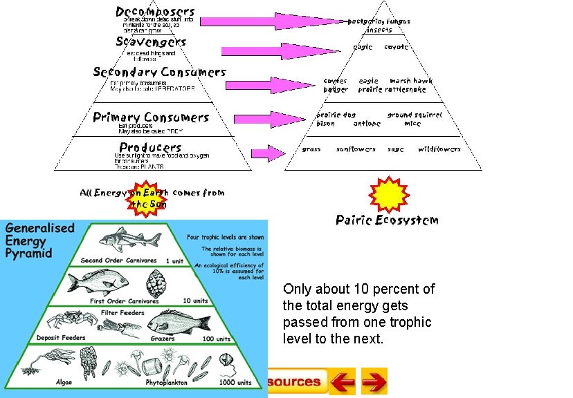 Only about 10 percent of the total energy gets passed from one trophic level