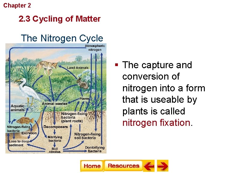 Chapter 2 Principles of Ecology 2. 3 Cycling of Matter The Nitrogen Cycle §