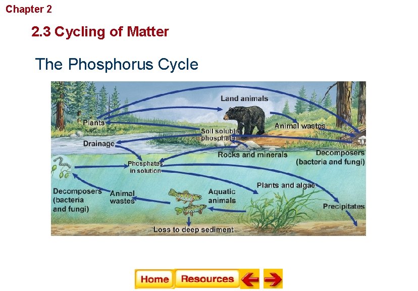 Chapter 2 Principles of Ecology 2. 3 Cycling of Matter The Phosphorus Cycle 