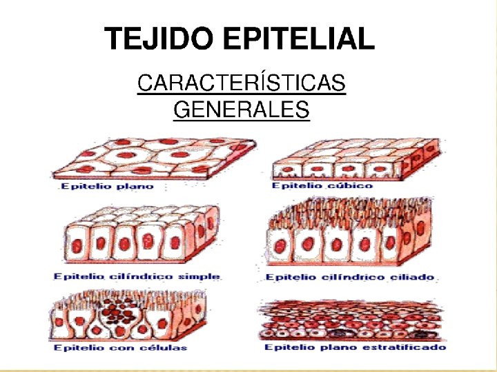 TEJIDO EPITELIAL 